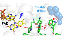 Une astuce de la nature: un cluster d'eau rend l’activation d’une photolyase de l’ADN plus efficace