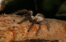 Douleur : une toxine prometteuse isolée d’un venin d’araignée