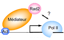 How the transcriptional machinery recruits a DNA repair protein?