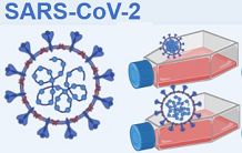 Analyse protéomique de cellules infectées par le virus SARS-CoV-2