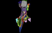 WIKIBrainStem, a new ex vivo anatomical atlas of the human brainstem from ultra-high field MRI (11.7 T)