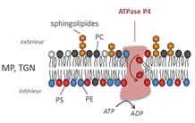 Mécanisme moléculaire du transport de lipides catalysés par les flippases
