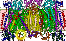 Structure, fonction et régulation de protéines membranaires de transport associées à des pathologies