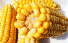 Evaluation de l’allergénicité potentielle des nouveaux aliments : les organismes génétiquement modifiés (OGM)