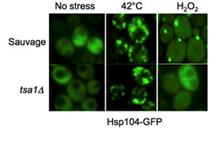 Distribution de la protéine 'chaperone' Hsp104 dans les cellules
