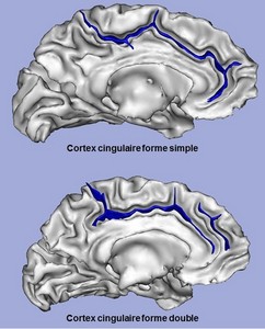 cortex singulaire