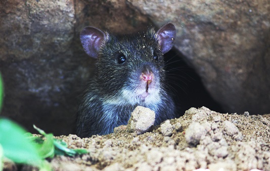 Les rats peuvent estimer leur précision temporelle