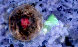 Ho'oleilana : bulle de galaxies témoin de l'Univers primordial