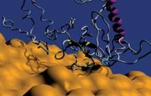 Silica nanoparticles trap proteins that fix RNA