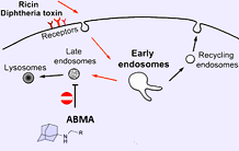 Un perturbateur des endosomes tardifs aux propriétés anti-infectieuses