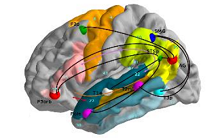 Genetic architecture of functional connectivity of language