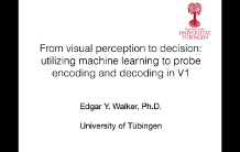 From visual perception to decision: utilizing machine learning to probe encoding and decoding in V1
