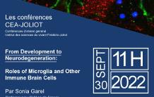 Sonia Garel - From Development to neurodegeneration: roles of microglia and other immune brain cells