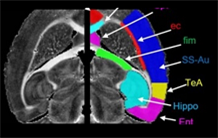 NeuroSpin rénove sa plateforme IRM préclinique 17,2 T