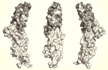 Salmonelloses et shigelloses : un anticorps monoclonal induit une protection croisée