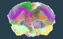 Premier atlas des connectivités cérébrales anatomiques de la caille !