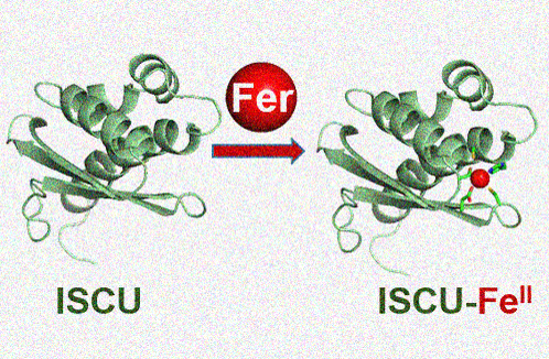 Insertion of iron initiating biosynthesis of Fe-S centers is a conserved process