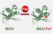 Insertion of iron initiating biosynthesis of Fe-S centers is a conserved process