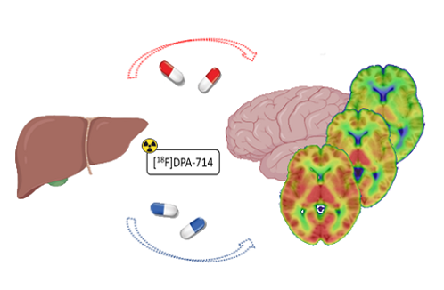 Impact des variations du métabolisme sur l’imagerie TEP de la neuroinflammation