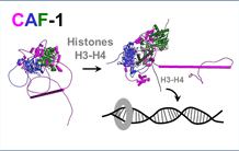 CAF-1 combine des régions flexibles et des modules rigides pour coordonner efficacement dépôt d'histone et réplication de l'ADN
