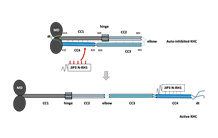 Transport cellulaire : comment des protéines adaptatrices lèvent-elles la mise en veille de la kinésine ?