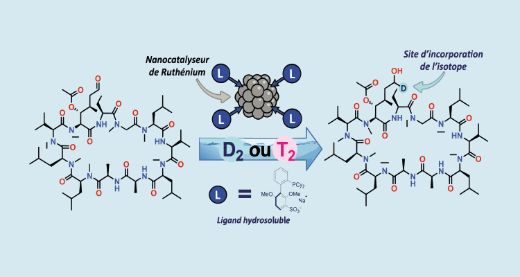 Un nanocatalyseur au ruthénium pour incorporer des isotopes d’hydrogène dans des médicaments en milieu aqueux.
