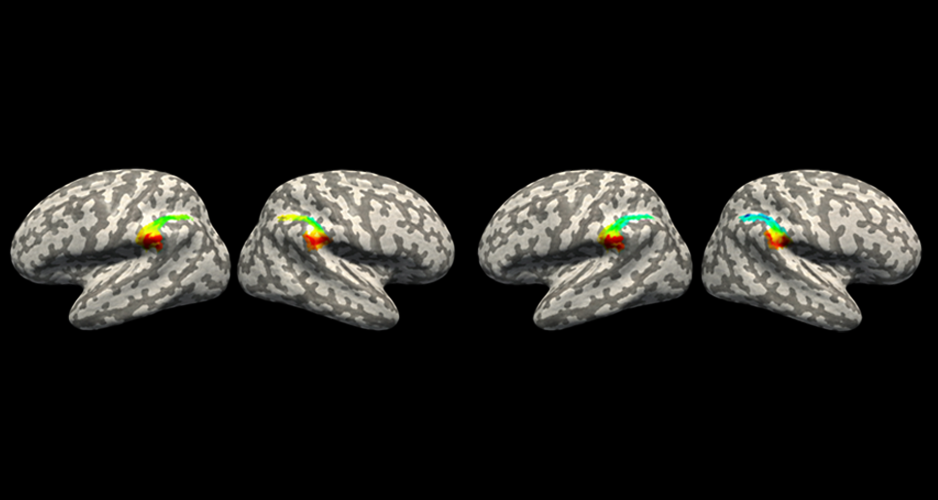 Comment le cerveau traite-t-il la représentation des nombres entiers et des fractions ?