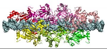 Interaction protéine-ADN