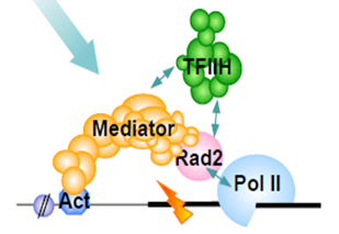 Mediator functions beyond transcription